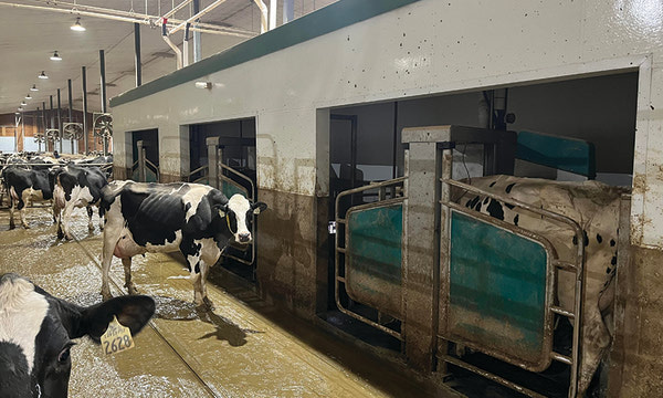 Robotic milkers past, present and future, By Lisa Boonstoppel-Pot