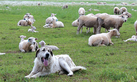 Working dogs are like farm staff, By Kate Russell