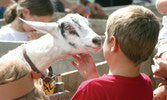 Zurich's Country Fair