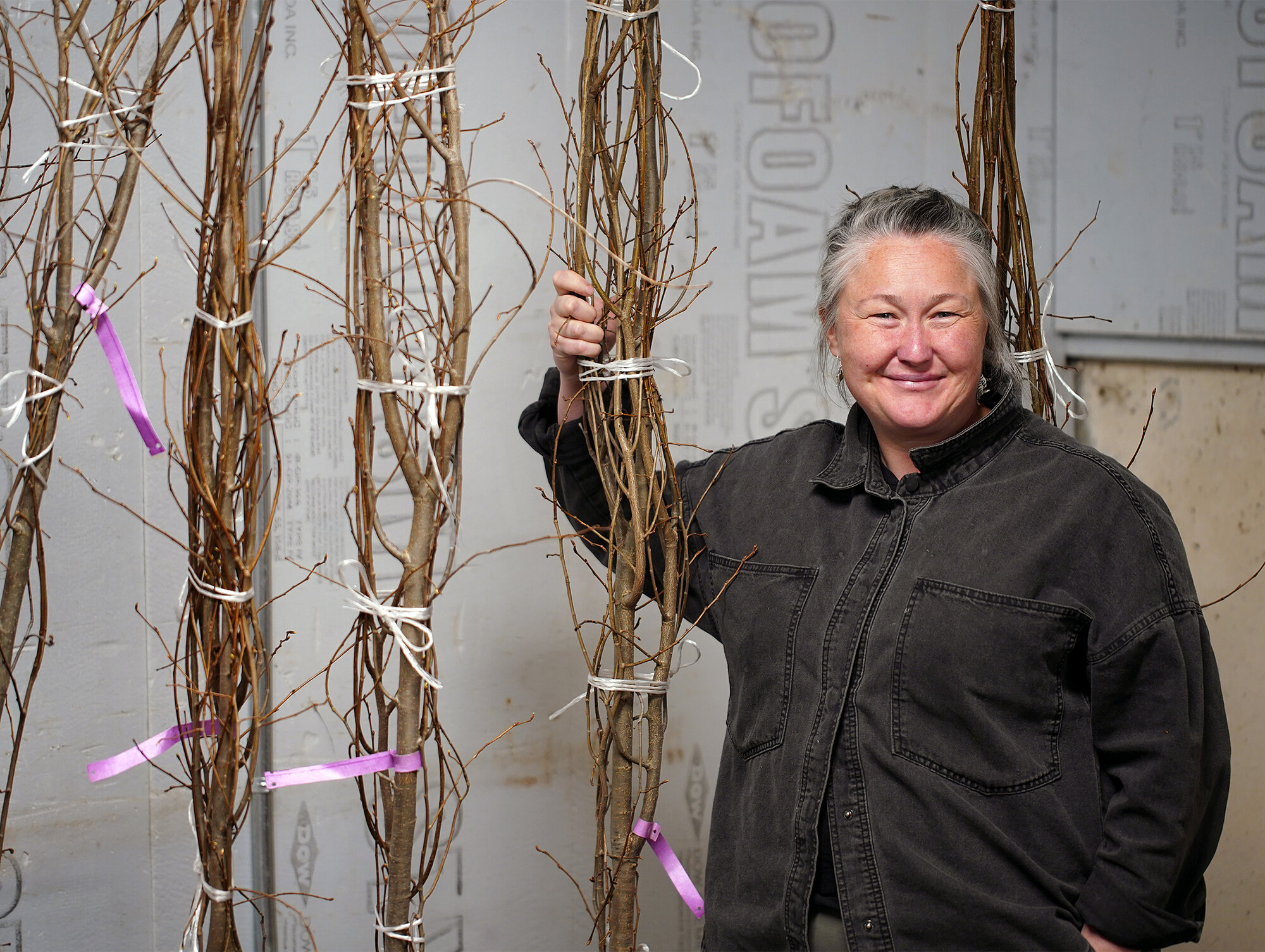 Trying to revive the majestic elm tree, By Jeff Tribe