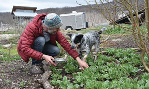 Edible perennials fill the spring gap, By Lisa Boonstoppel-Pot