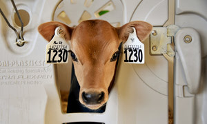 Undercover calves in blue coats, By Lisa Boonstoppel-Pot