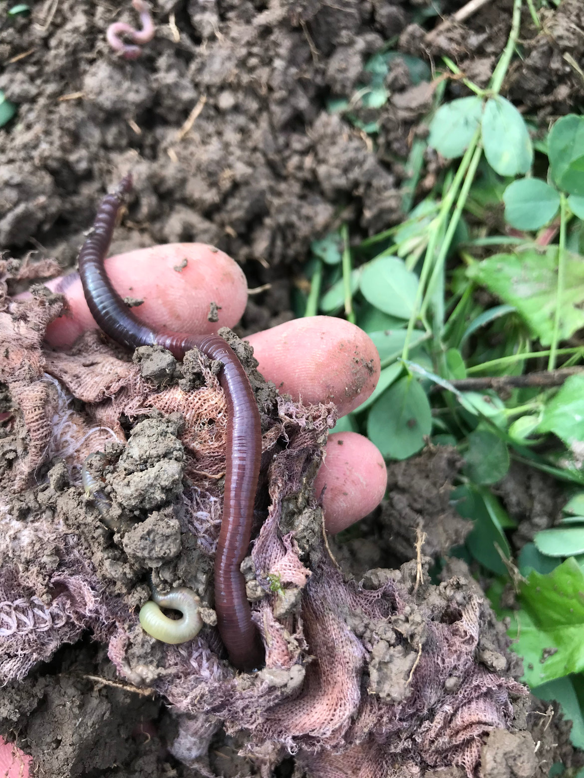 Fascinated by the Common Earthworm By Lisa B. Pot